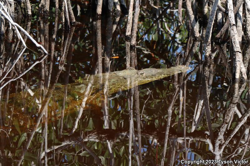 American Crocodile (Crocodylus acutus)