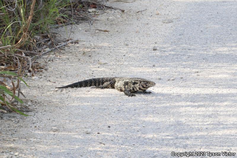 Argentine Giant Tegu (Tupinambis merianae)