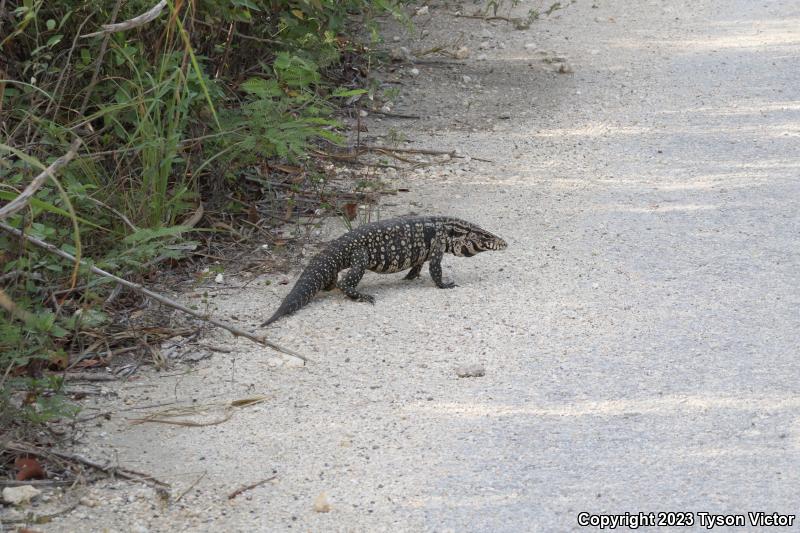 Argentine Giant Tegu (Tupinambis merianae)