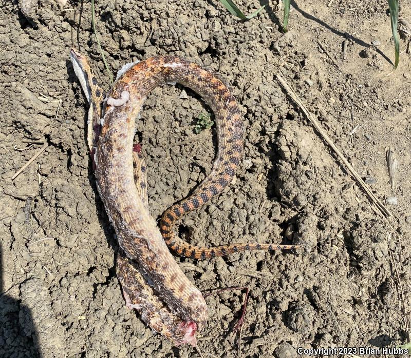 Pacific Gopher Snake (Pituophis catenifer catenifer)