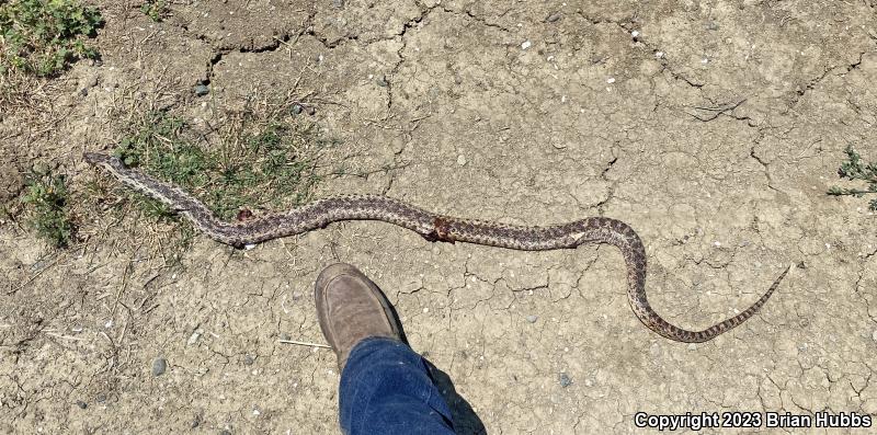 Pacific Gopher Snake (Pituophis catenifer catenifer)