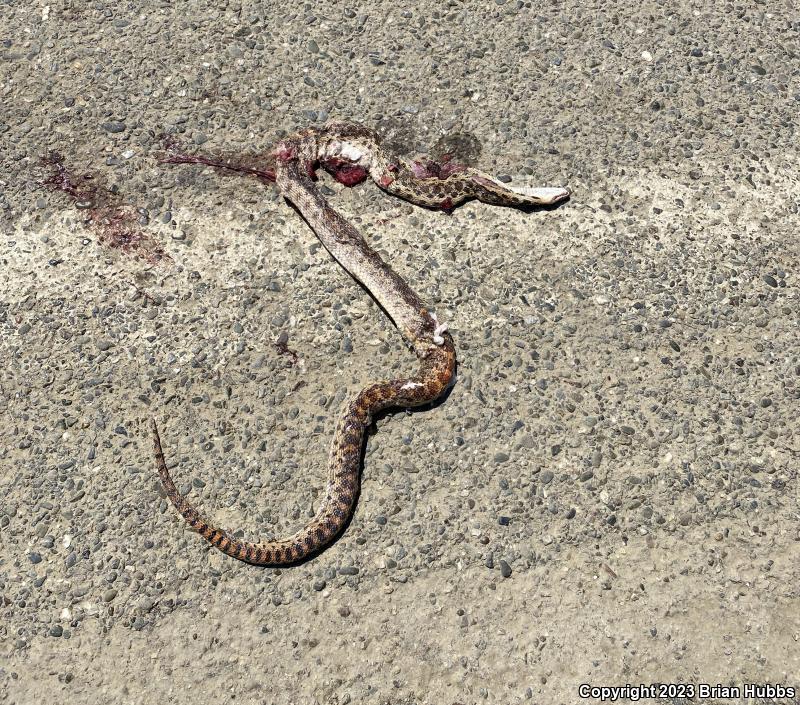 Pacific Gopher Snake (Pituophis catenifer catenifer)