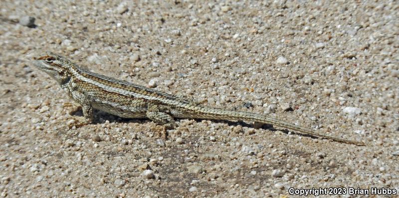 Southwestern Fence Lizard (Sceloporus cowlesi)