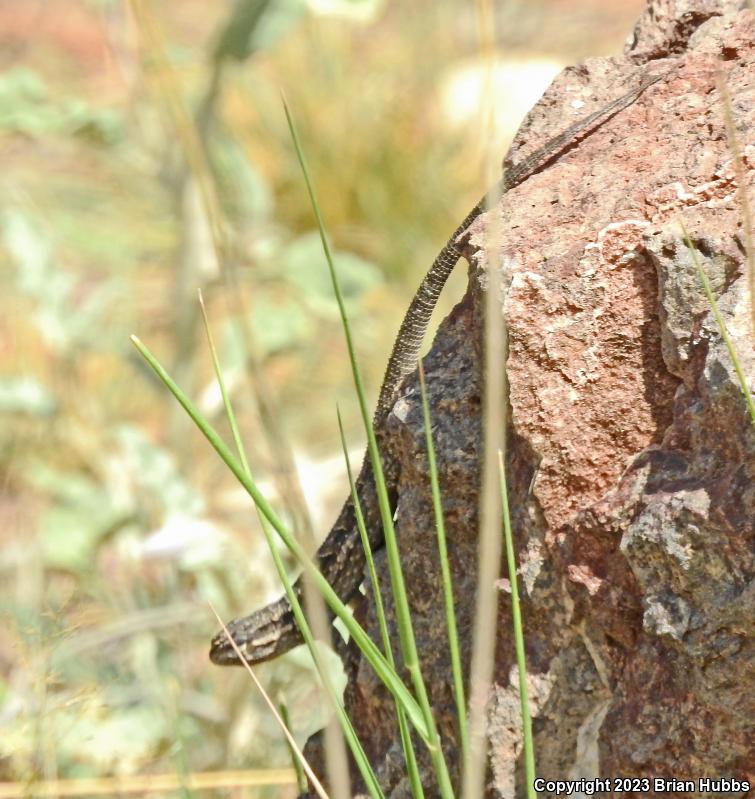 Ornate Tree Lizard (Urosaurus ornatus)