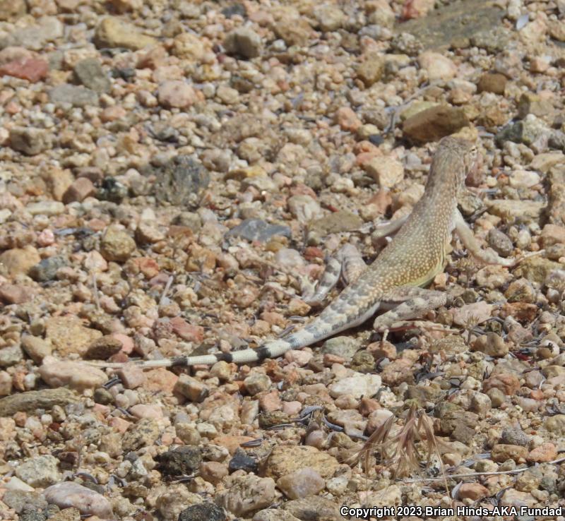 Zebratail Lizard (Callisaurus draconoides)