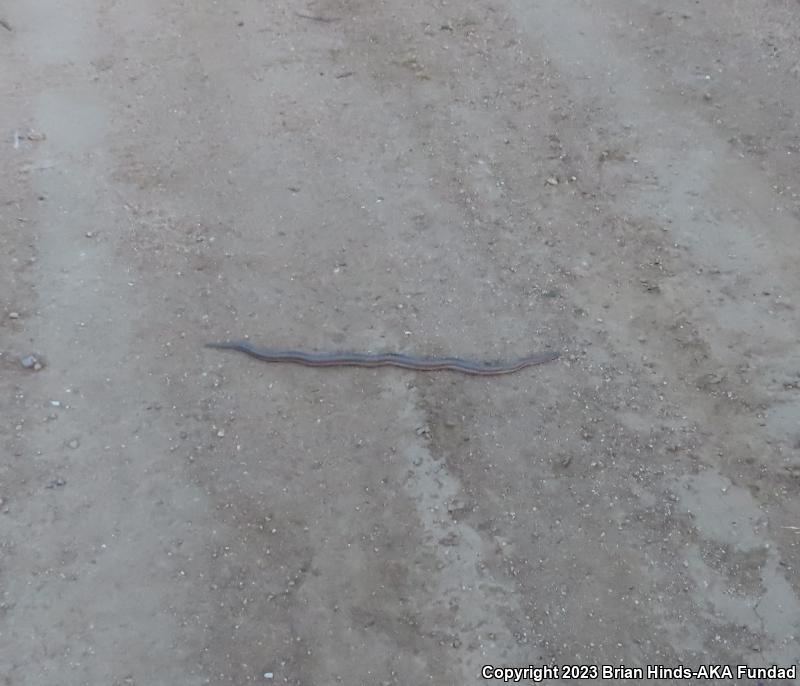 Coastal Rosy Boa (Lichanura trivirgata roseofusca)