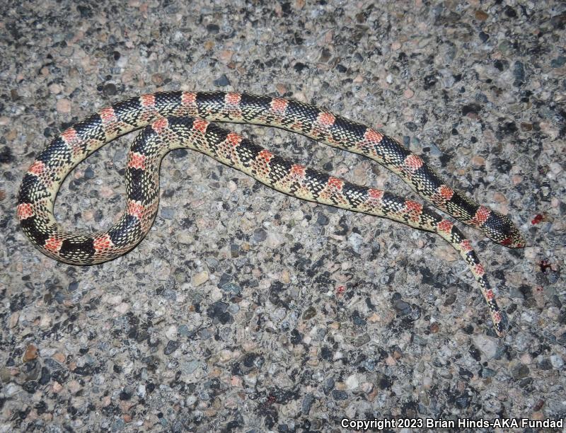 Western Long-nosed Snake (Rhinocheilus lecontei)