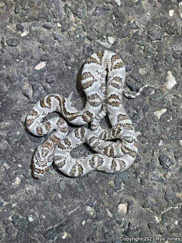 Sonoran Lyresnake (Trimorphodon biscutatus lambda)