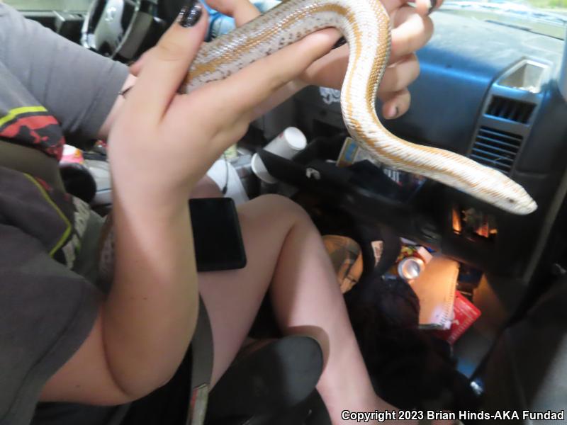 Coastal Rosy Boa (Lichanura trivirgata roseofusca)