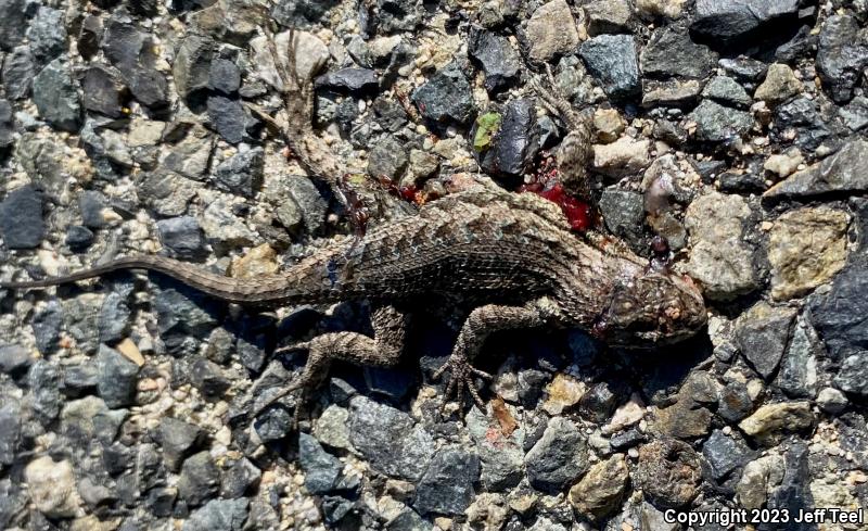 Great Basin Fence Lizard (Sceloporus occidentalis longipes)