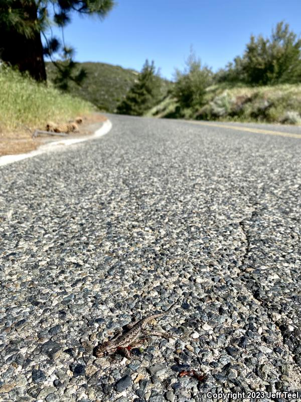 Great Basin Fence Lizard (Sceloporus occidentalis longipes)