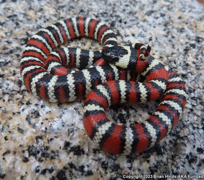 San Bernardino Mountain Kingsnake (Lampropeltis zonata parvirubra)