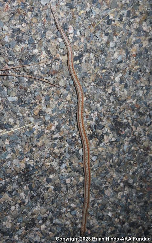 Coastal Rosy Boa (Lichanura trivirgata roseofusca)