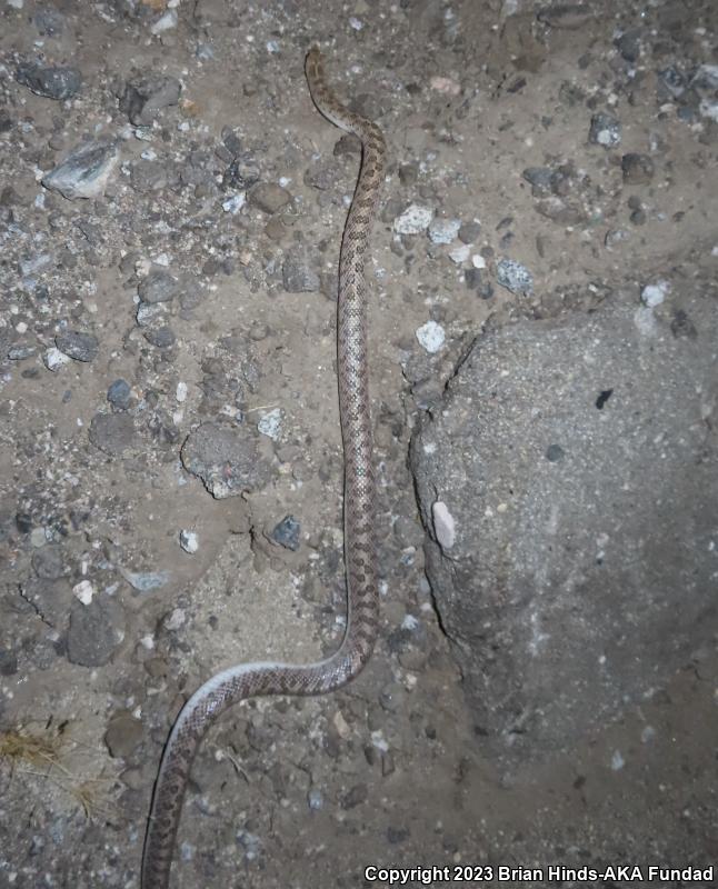 Desert Glossy Snake (Arizona elegans eburnata)