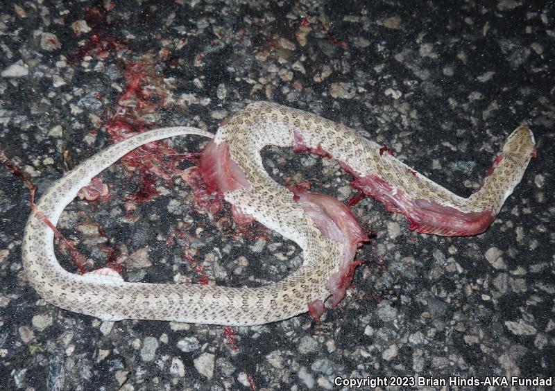 Desert Glossy Snake (Arizona elegans eburnata)