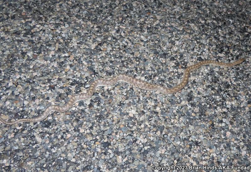 Desert Glossy Snake (Arizona elegans eburnata)