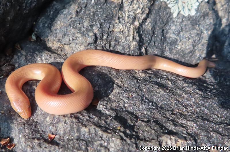 Southern Rubber Boa (Charina umbratica)