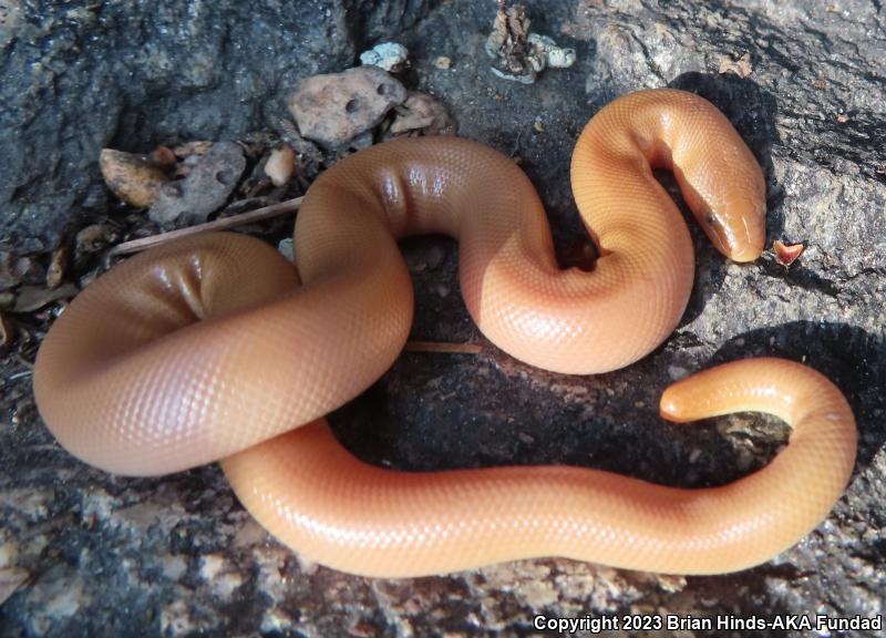 Southern Rubber Boa (Charina umbratica)