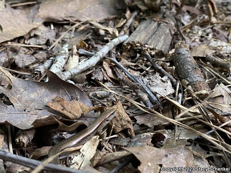 Little Brown Skink (Scincella lateralis)