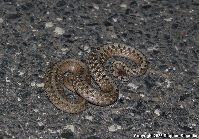 Northern Brownsnake (Storeria dekayi dekayi)