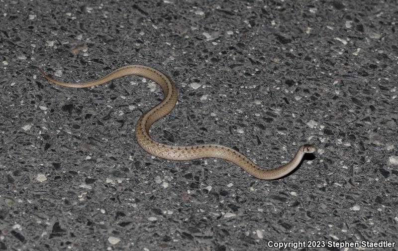 Northern Brownsnake (Storeria dekayi dekayi)