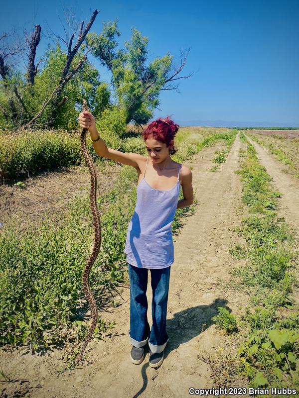 Pacific Gopher Snake (Pituophis catenifer catenifer)