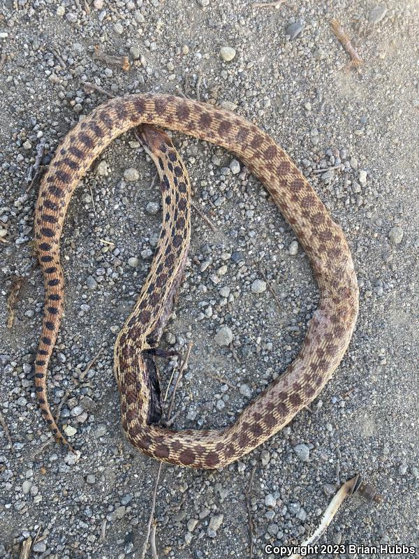 Pacific Gopher Snake (Pituophis catenifer catenifer)