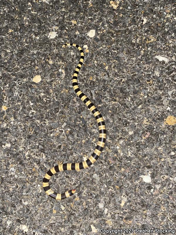 Nevada Shovel-nosed Snake (Chionactis occipitalis talpina)