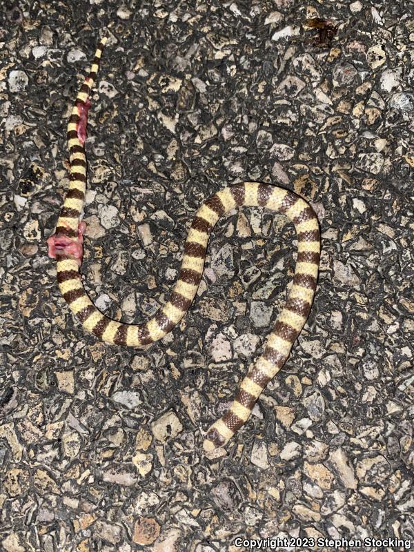 Nevada Shovel-nosed Snake (Chionactis occipitalis talpina)