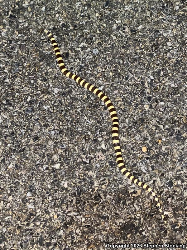 Nevada Shovel-nosed Snake (Chionactis occipitalis talpina)