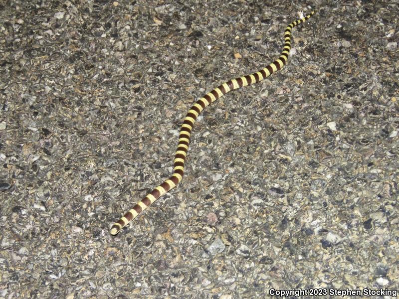 Nevada Shovel-nosed Snake (Chionactis occipitalis talpina)