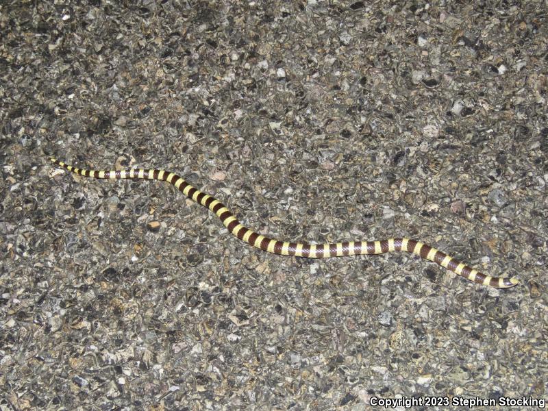 Nevada Shovel-nosed Snake (Chionactis occipitalis talpina)