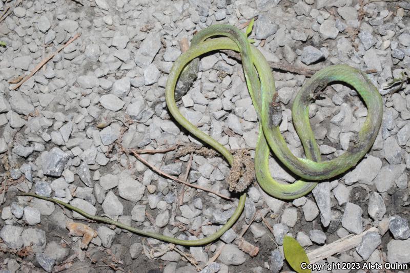 Rough Greensnake (Opheodrys aestivus)