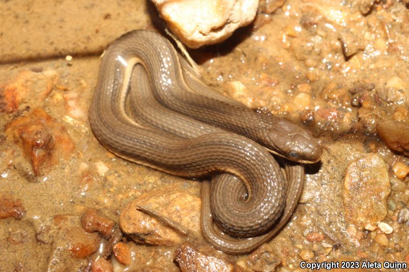 Queensnake (Regina septemvittata)