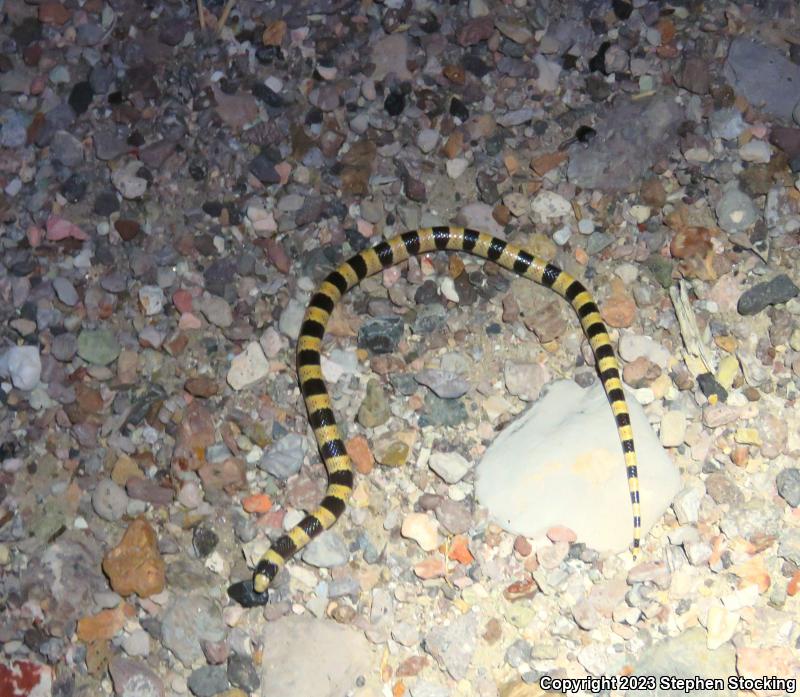 Nevada Shovel-nosed Snake (Chionactis occipitalis talpina)