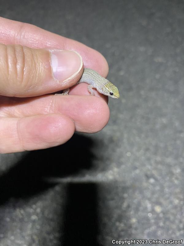 Desert Night Lizard (Xantusia vigilis)