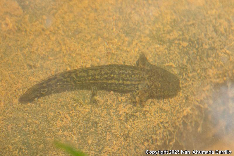 Common Tarahumara Salamander (Ambystoma rosaceum rosaceum)