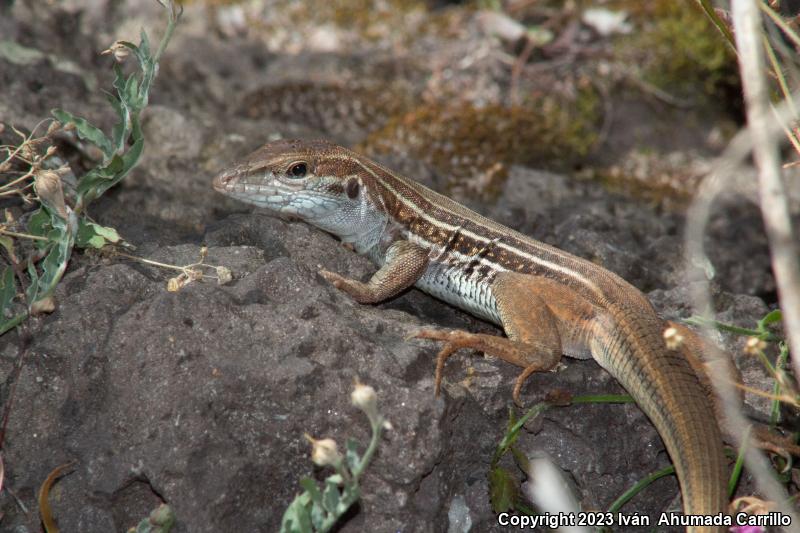 Western México Whiptail (Aspidoscelis costata)