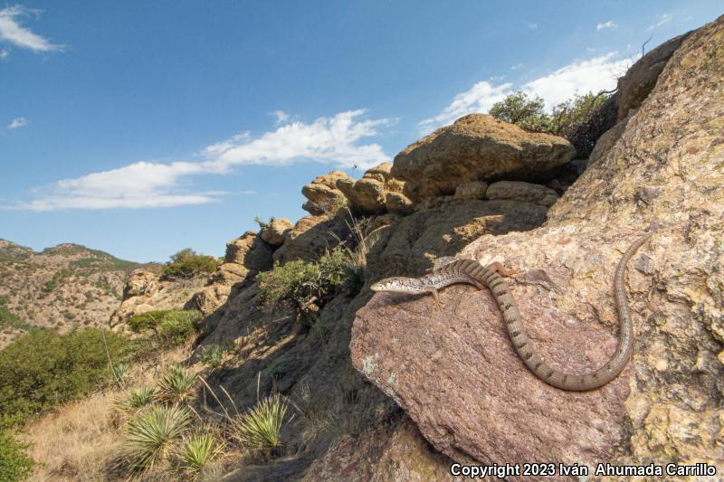 Madrean Alligator Lizard (Elgaria kingii)