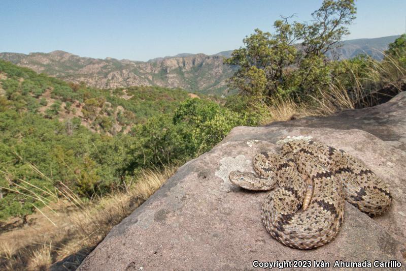 Banded Rock Rattlesnake (Crotalus lepidus klauberi)