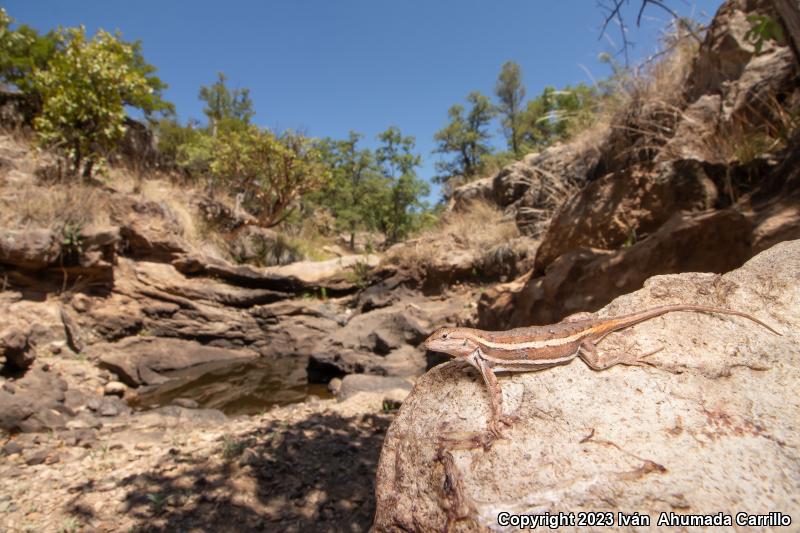 Striped Plateau Lizard (Sceloporus virgatus)