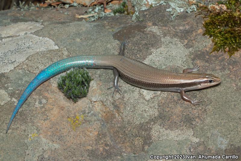 Mountain Skink (Plestiodon callicephalus)