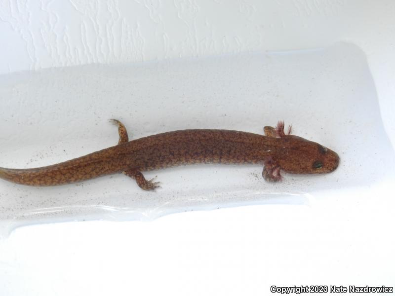 Northern Spring Salamander (Gyrinophilus porphyriticus porphyriticus)