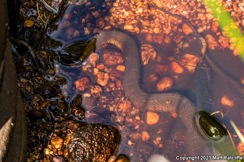 Northern Watersnake (Nerodia sipedon sipedon)