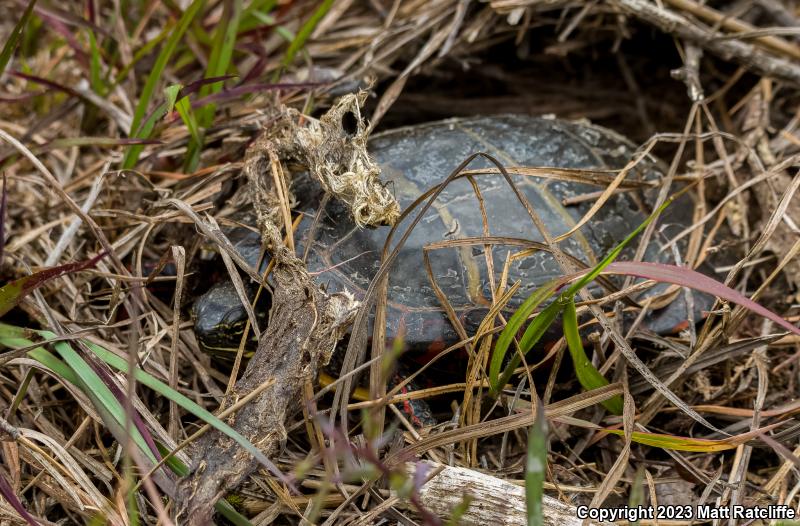 Eastern Painted Turtle (Chrysemys picta picta)