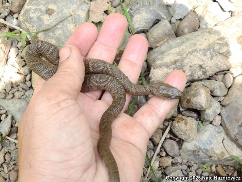 Northern Watersnake (Nerodia sipedon sipedon)