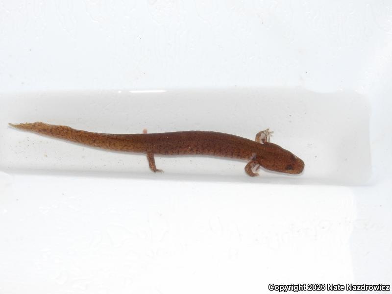 Northern Spring Salamander (Gyrinophilus porphyriticus porphyriticus)