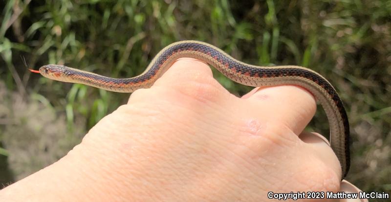 California Red-sided Gartersnake (Thamnophis sirtalis infernalis)