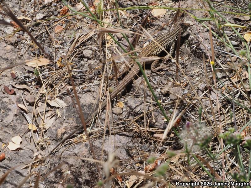 California Whiptail (Aspidoscelis tigris munda)