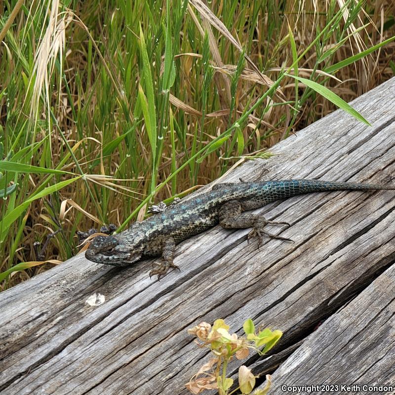 Island Fence Lizard (Sceloporus occidentalis becki)